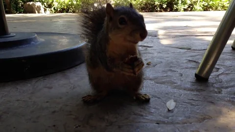 Squirrel Eatting a Nut Stock Footage 75823836