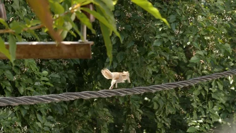 Squirrel On Electric  Wire Stock Footage 128723285