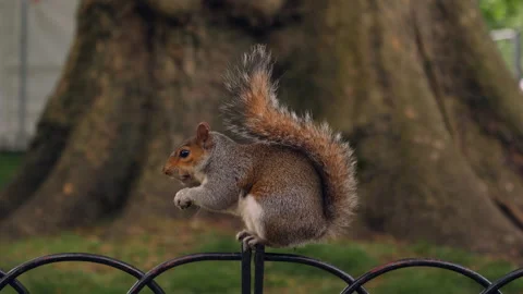 Squirrel elegantly posing on a fence while eating . Stock Footage 201960046