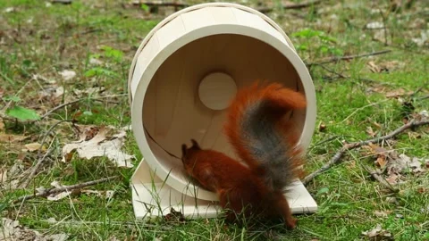 Squirrel enjoying nuts while playing inside wooden exercise wheel outdoors Stock Footage 314314255