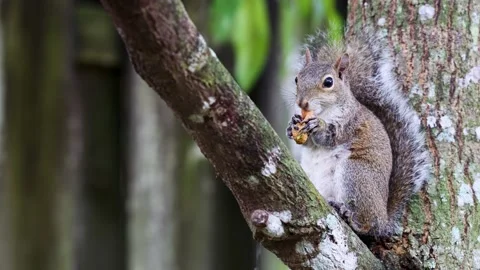 Squirrel Enjoying a Peanut on a Tree Branch, Then Jumping Away Stock Footage 260972369