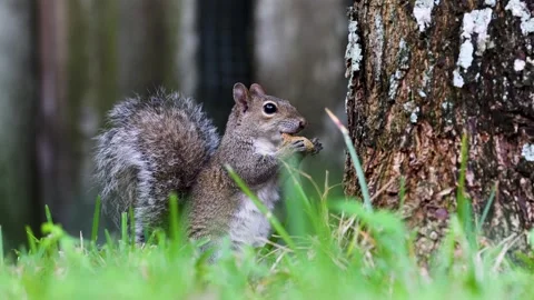Squirrel Enjoying a Peanut by a Tree Stock Footage 260971622