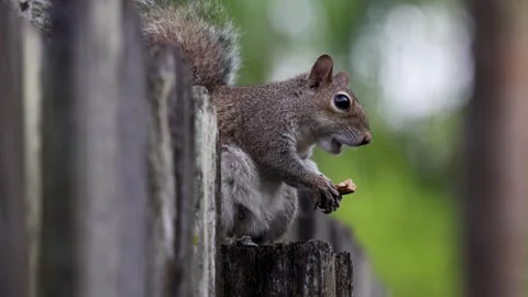 Squirrel Enjoys a Peanut, Then Accidentally Drops the Peanut Stock Footage 261221406
