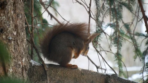 Squirrel escapes from a tree branch, climbs up the tree Stock Footage 94159041