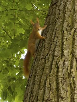 A squirrel, the Eurasian red squirrel (Sciurus), climbs a tree Stock Photos
