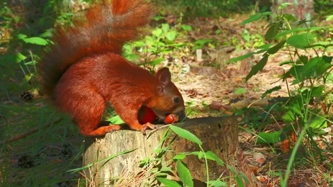 Squirrel examining and rolling red tomato on forest stump Stock Footage 321350082