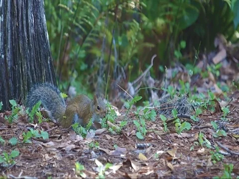 Squirrel, exiting stage right Stock Footage 81335999