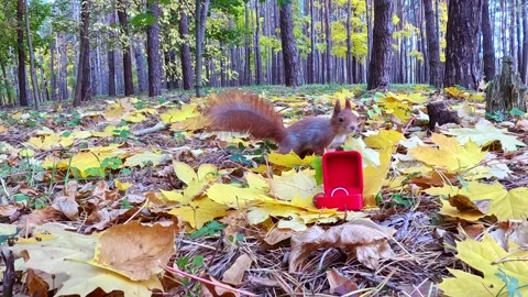 A squirrel explores the forest floor and a box with decorations on autumn leaves Stock Footage 319919531