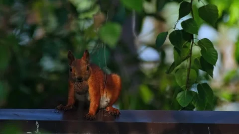 A Squirrel Explores The Green Garden Stock Footage 338410160