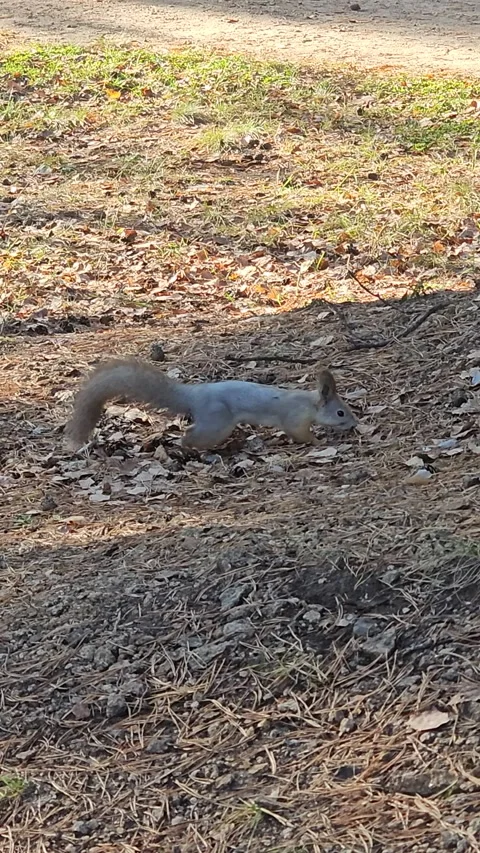 Squirrel explores leaf-strewn ground with curious, cautious steps 動画素材 347673992