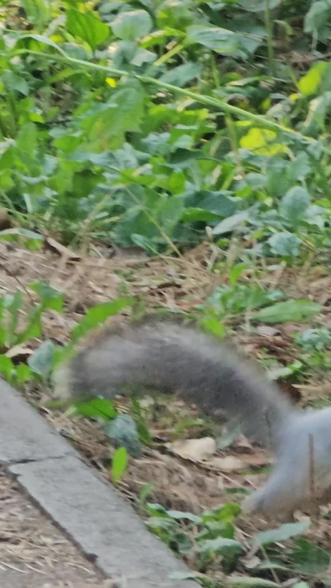 Squirrel explores leafy plants near a concrete edge Stock Footage 347696090