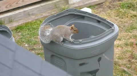 Squirrel explores trash garbage barrel for food Stock Footage 59902724
