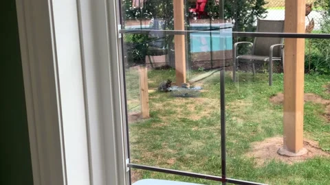 Squirrel exploring chipmunk trap Stock Footage 155886536