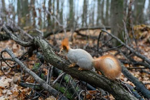 Squirrel exploring a fallen branch in a tranquil forest setting Stock Photos