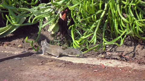 A squirrel exploring the ground near some bushes in 4K Stock Footage 284077733