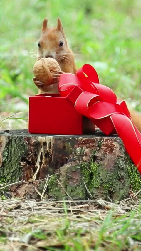 Squirrel exploring red gift box with ribbon in natural outdoor setting Stock Footage 314265502