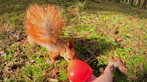 Squirrel exploring a red heart offered by human hand Stock Footage 320118517