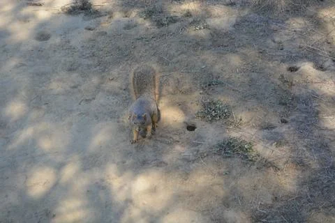 Squirrel Exploring a Sunlit Path in a Serene Outdoor Setting Stock Photos