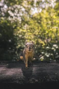 Squirrel exploring a sunny forest path Stock Photos