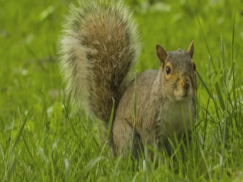 Squirrel facing the camera and running away Video stock 79747421