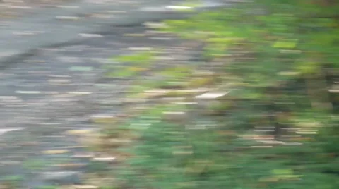 Squirrel in the Fall foraging for Food Stock Footage 60238622