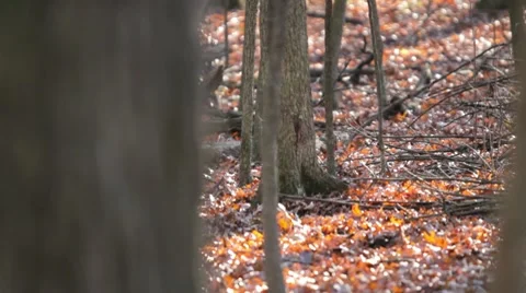 Squirrel in Fall Forest Stock Footage 10319178