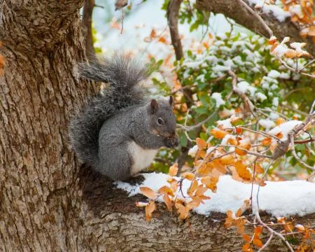 Squirrel fall Mt Baldy Stock Photos