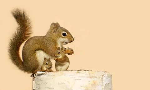 Squirrel family (creative). Stock Photos