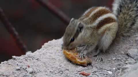 Squirrel Feasting on Ground by Scratching from its Tiny Hands in Ddelhi, India Stock Footage 260401830