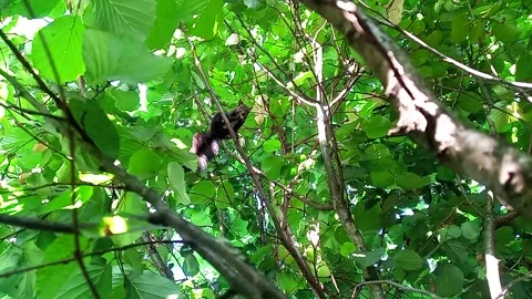 Squirrel Feasting on Hazelnuts Stock Footage 287951250