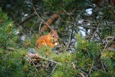 Squirrel feasting high up in a pine tree Stock Photos