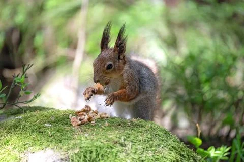 Squirrel Feasting on Walnuts in the Enchanting Forest Foto stock