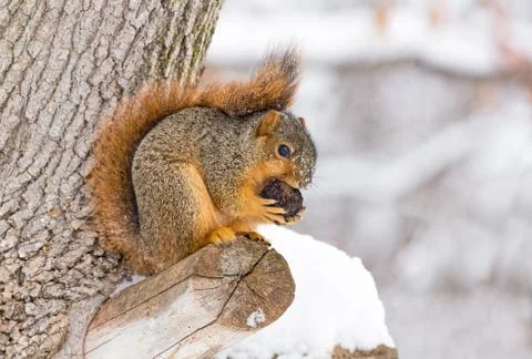 Squirrel Feasts in the Snow Stock Photos