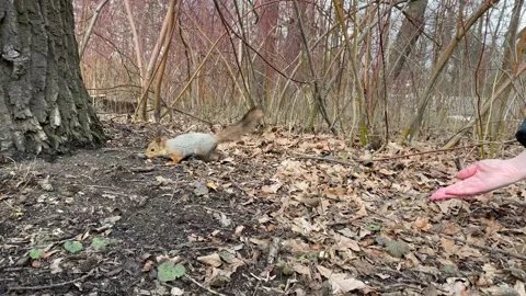 Squirrel fed with hands in park Stock Footage 152074758