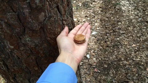 Squirrel feed by hand Stock Footage 125720867