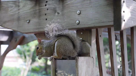 Squirrel at Feeder 스톡 동영상 25843626