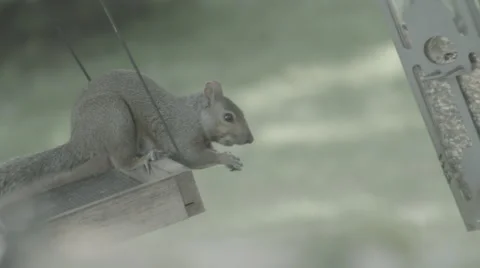 Squirrel on feeder Stock Footage 42878611