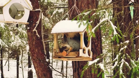 A squirrel in a feeder in the forest eats seeds and nuts.  Stock Footage 296217848