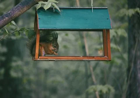 A squirrel in a feeder gnaws nuts on the background of a forest, in summer Fotos Stock