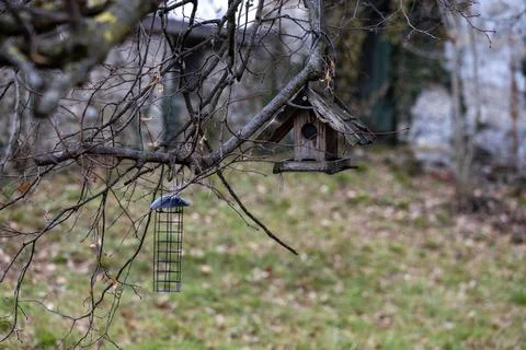 Squirrel Feeder Hanging in Forest Photos