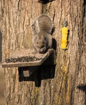 Squirrel on feeder Stock Photos