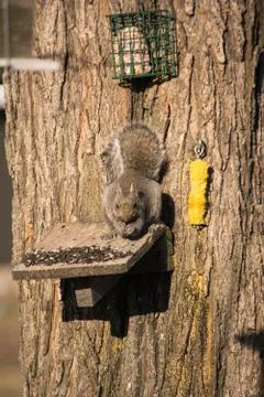 Squirrel on feeder Stock Photos