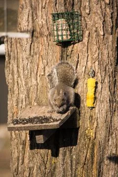Squirrel on feeder Stock Photos