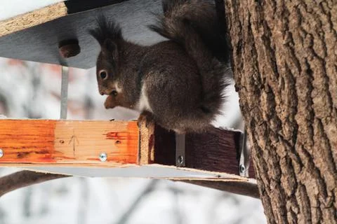 Squirrel in the feeder Stock Photos