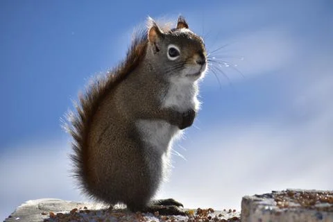 A squirrel at the feeder Stock Photos