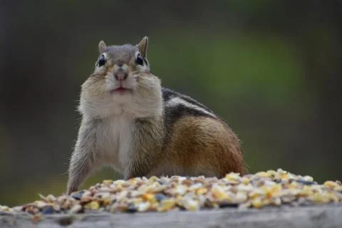 A squirrel at the feeder Stock Photos
