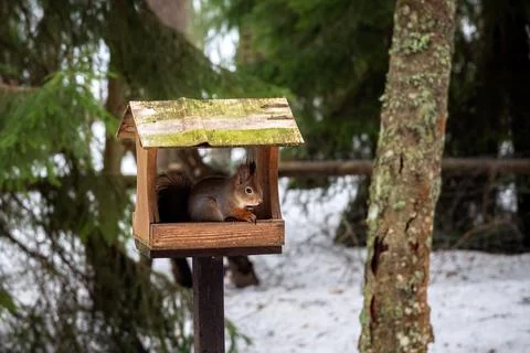 Squirrel in the feeder. Stock Photos