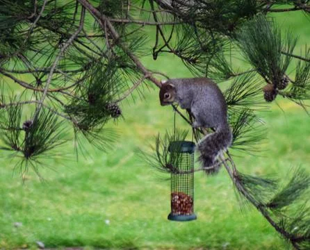 Squirrel on feeder Stock Photos