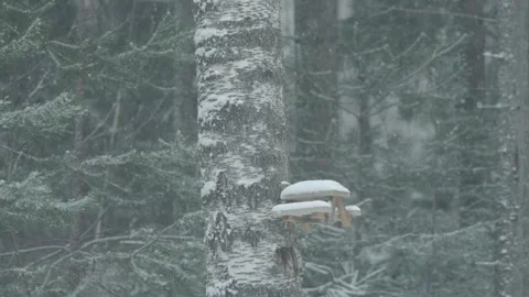 Squirrel Feeder Picnic Table at Winter Snowy Season Video stock 344296802