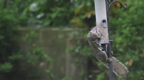 Squirrel feeding from bird feeder Vidéo 25058849